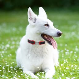 Nameplate Engraved Id Tag Dog Cat Collar Stainless Personalized Silicone Customize Anti-lost Accessory
