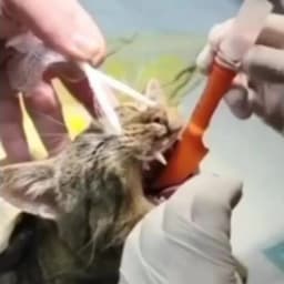 Tierarzt Cat Blind Intubation Tube Dog Blind Intubation Tube Rabbit Supraglottic Airway ET Tube Medical Soft Gel Set