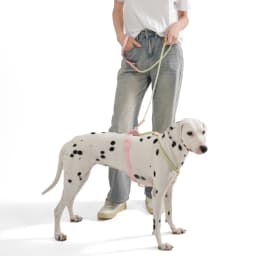 Pet Supplies Dog Collar For Small and Medium Dog Walking Sugar Color Series Cute Style PVC Webbing Collar Leashes Set New Arriva