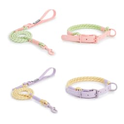 Pet Supplies Dog Collar For Small and Medium Dog Walking Sugar Color Series Cute Style PVC Webbing Collar Leashes Set New Arriva
