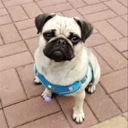 Mesh Breathable Pet Harness for Small Medium Dogs Outdoor Puppy Dog Harnesses and Leash for Walking Pomeranian Mascotas Supplies