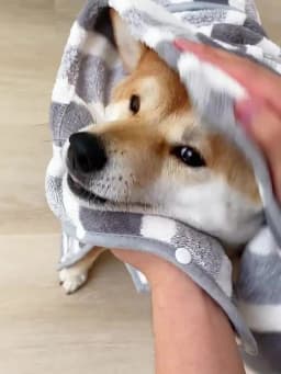Ultra-Absorbent Dog Bath Towel Super Absorbent Dog Bathrobe Robe For Large/Medium/Small Dog Towels Dogs Accessories Pet Supplies