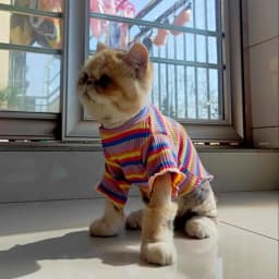 Spring Cotton Pet Cat Clothes for Cats Gotas Mascotas Clothing Sweet Stripe Puppy Sphynx Cat Katten Vest Shirt Ubarnie Dla Kota