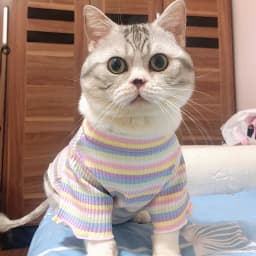Spring Cotton Pet Cat Clothes for Cats Gotas Mascotas Clothing Sweet Stripe Puppy Sphynx Cat Katten Vest Shirt Ubarnie Dla Kota