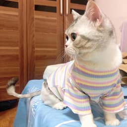 Spring Cotton Pet Cat Clothes for Cats Gotas Mascotas Clothing Sweet Stripe Puppy Sphynx Cat Katten Vest Shirt Ubarnie Dla Kota