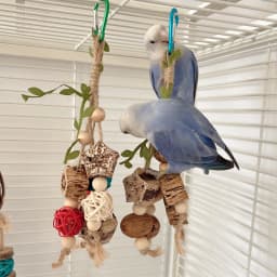 Bird Toys Colorful Hanging Chew Parrot Toys Parakeet Puzzle Training Relief Bite String Cage Decorative Bird Accessories