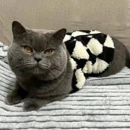 Fashion Sphynx Cat Sweater Cardigan for Cats Gotas Winter Warm Pet Fleece Clothes Garfield Katten Dog Jackets Mascotas Clothing