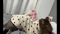 Cozy Cotton Sphynx Cat Clothes for Cats Gotas Spring Autumn Pet Sweater Garfield Shirts Mascotas Outfits Clothing Katten Kleding
