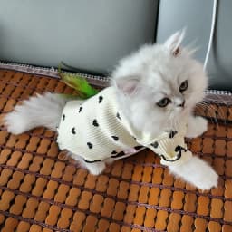 Cozy Cotton Sphynx Cat Clothes for Cats Gotas Spring Autumn Pet Sweater Garfield Shirts Mascotas Outfits Clothing Katten Kleding