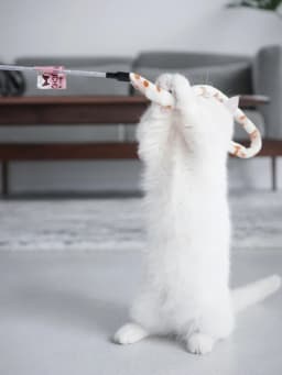 Cat Toy Feather Cats Teaser Wand Cats Interactive Toy Funny Caterpillar Colorful Rod Teaser Wand Pet Cat Supplies Pets Accessory