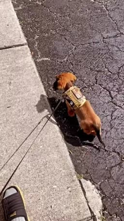 Tactical Puppy Harness Leash For Small Dogs Cats Adjustable Kitten Vest For Military Service Dog Working Training Walking