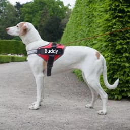 Dropshipping Dog Harness Vest ID Patch Customized Reflective Breathable Adjustable Pet Harness For Small Large Dogs NO PULL