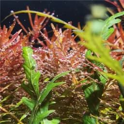 New Aquarium LED Water Grass Lamp WRGB Full Spectrum Explosive Algae Downlight for Native Stream Fish Tank 8500K 25/35/65W