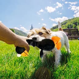 1Pcs Pets Dog Toys Screaming Chicken Sound Toy Puppy Bite Resistant Chew Toy Interactive Squeaky Dog Toy Puppy Dog Accessories