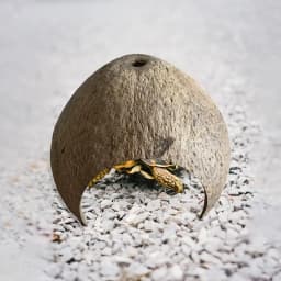 Coconut Shells Hut Reptile Hideouts Shelter Hide Breeding Hermit Ornament House Growth for Aquarium Decor