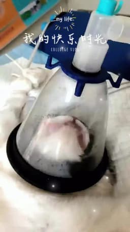 Pet Breathing Mask Animal Anesthesia Kit For Cat Dog Bird Snake Rat With Oxygen Onhalation Atomization Clinic Hospital Supplies