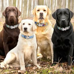 Adjustable Nylon Dog Collar Personalized Dogs Cat ID Collars With Engraved Name Buckle Anti-lost for Small Medium Large Dogs