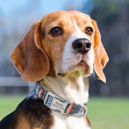 Custom Dog Collar Personalized Pet Dog ID Name Tag Accessories Collars Small Medium Large Nylon Engraved Puppy Dogs Collars S-L