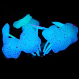 Sucker Coral Aquarium Artificial Coral Silicone Plant With Sucker Ornament Water Landscape Decor Fish Tank Aquarium Accessories