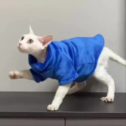 Turtleneck Cat Sweater Coat Winter Warm Hairless Cat Clothes Soft Fluff Pullover Shirt for Maine-Coon Cat Chihuahua Pet Clothing