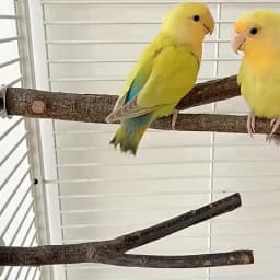 15/20/30cm Natural Wood Pet Parrot Raw Wood Fork Tree Branch Stand Rack Squirrel Bird Hamster Branch Perches Chew Toy StickD9091
