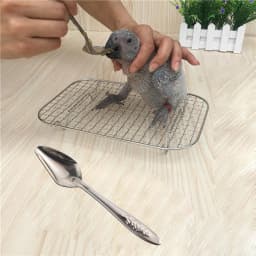 5pcs Portable baby bird feeding water spoon bird parrot feeding spoon stainless steel water milk powder feeder spoon bird food