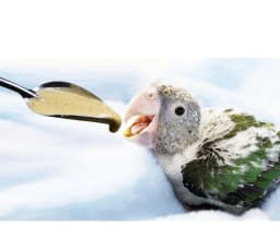 5pcs Portable baby bird feeding water spoon bird parrot feeding spoon stainless steel water milk powder feeder spoon bird food