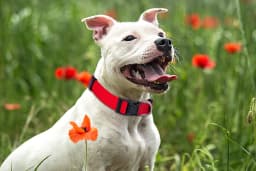 Durable Basic Nylon Dog Collar with Quick Release Adjustable for Extra Small Medium Dogs, Pet Training Supplies Accessories
