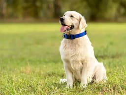 Durable Basic Nylon Dog Collar with Quick Release Adjustable for Extra Small Medium Dogs, Pet Training Supplies Accessories