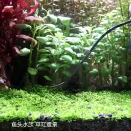 Aquarium Scissor Tools Fish Tank Tweezer Plants Wave Scissors Grass Stainless Cleaning Tools Storage Holder Aquarium Accessories