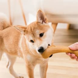 Wooden Deer Antlers Chew for Dogs Chew Toys for Aggressive Chewers Large Breed Chew Stick Indestructible Tough Durable Dog Toys