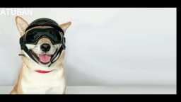 ATUBAN Dog Helmet and Dog Goggles for Small Dogs-Pet Motorcycle Helmet Hat with Ear Holes Adjustable Straps for Puppy Riding