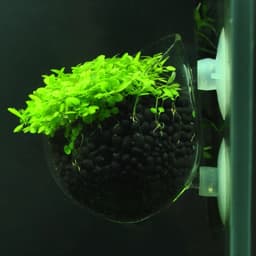 Glass Aquarium decoration Hanging fish tank Mini Crystal Pot Polka Water potted planting cylinder cup aquarium accessories
