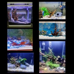 Large Aquarium Driftwood Natural Fish Tank Plant Decor Tree Aquarium Fish Bowl Stump Aquarium Fishtank Landscaping Decor Pet