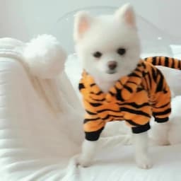 Pet Dog Clothes Soft Warm Fleece Dogs Jumpsuits Pet Clothing for Small Dogs Puppy Cats Hoodies Chihuahua Yorkshire Costume Coats