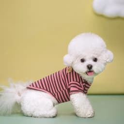 Bear Print Sriped Dog Summer Vest Dog Clothes Puppy T-Shirt Cotton Girls Dog Costume Chihuahua Bichon Frise Clothing Dog Apparel
