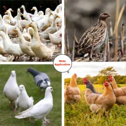 DIY Automatic Chicken Feeder Chicken Feeders No Waste Feed For Bucket Tank Barrels Bins Gravity Feed Kit Troughs