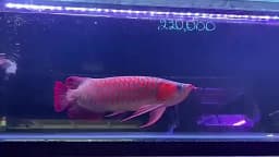 Mayin Super Colour Arowana Brightening Lamp IP68 Waterproof Submersible Aquarium Fish Tank LED Light 26-172CM