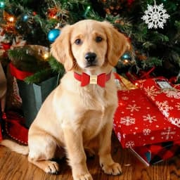 Personalized Dog Name Collar Soft PU Leather Puppy Cat Bowknot Necklace Anti-lost ID Collars for Small Medium Large Dogs Cats