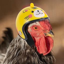 Funny Chicken Helmet Small Bird Duck Quail Hard Hat Headgear Prevent The Chicken From Smash Protect For Hens Head Pet Supplies