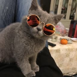 Dog Glasses Pet Vintage Round Glasses Cat Accessories Puppy Photos Props Decorations for Dogs Reflection Eyewear Glasses