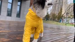 Dog Raincoat for Large Dogs Fully-Covered Hooded Waterproof Dog Rain Jacket with Removable Tail Cover Pet Clothes Husky Samoyed