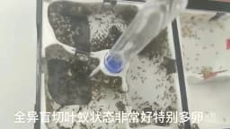 Unlimited Expansion Ant Farm Acrylic Ant Nest with Feeding Area Gypsum Pet Anthill Workshop Ant House Moisturizing Water Tower