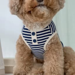 New Pet Dog Striped Sweatshirt Dog Clothes for Small Dogs Puppy Summer Clothes Soft Cat Dog Vest Bichon Chihuahua Dog Costumes