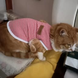 Summer Cat Dog Vest Classic Stripes Pet Sleeveless T-shirt for Small Dogs Cats Kitten Sphynx Clothing Outfit Ropa Para Gatos