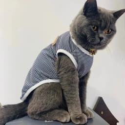 Summer Cat Dog Vest Classic Stripes Pet Sleeveless T-shirt for Small Dogs Cats Kitten Sphynx Clothing Outfit Ropa Para Gatos