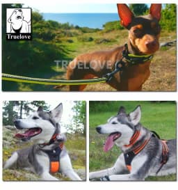 Truelove Adjustable Mesh Padded Pet Collar Bright Reflective Nylon Dog Collar Durable Heavy Duty for All Breed Weather TLC5011