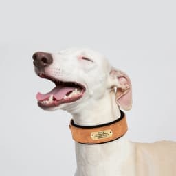 Personalized Leather Dog Collar Soft Wide Padded Collars For Medium Large Dogs With Free Engraved Nameplate Dog Accessories