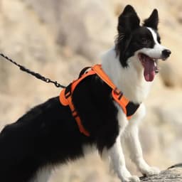 Dog Tactical Chest Harness Multifunctional Undershirt Reflective Dog Chest Harness Explosion-Proof Dog Chest Harness