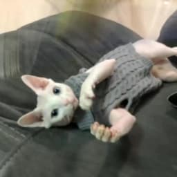 Cat Puppy Sweaters Autumn Winter Pet Knitted Sweater Jumper for Small Dogs Cats Kitten Pullovers Sphynx Clothing Ropa Para Gatos